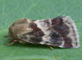 Lynx Flower Moth